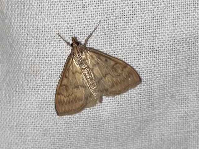 Ostrinia nubilalis - kukoricamoly