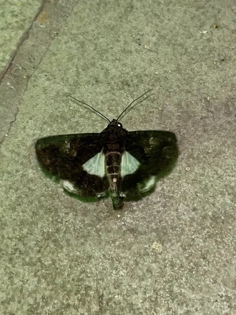 Anophia leucomelas - déli folyófűbagoly Anophia leucomelas - déli folyófűbagoly
