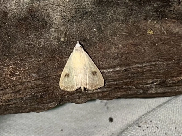 Rivula sericealis - selymes lórombagoly