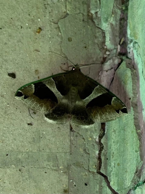 Dysgonia algira - déli porcelánbagoly