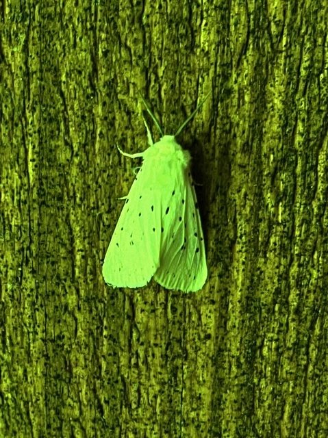 Spilosoma lubricipedum - tejszínű medvelepke