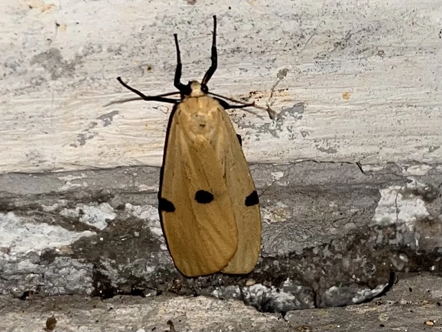Lithosia quadra - négypettyes zuzmószövő