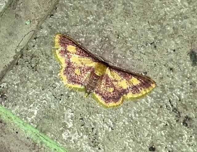 Idaea muricata - mocsári pirosaraszoló
