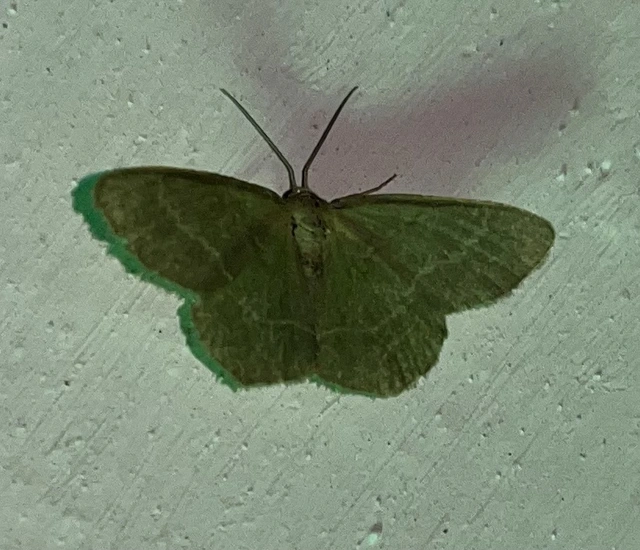 Chlorissa viridata/cloraria