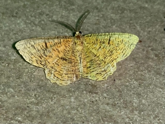 Angerona prunaria - sárga kökényaraszoló