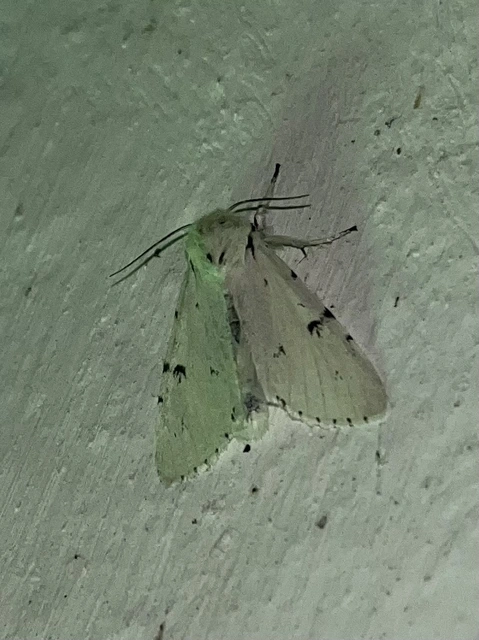 Acronicta leporina - fehér szigonyosbagoly