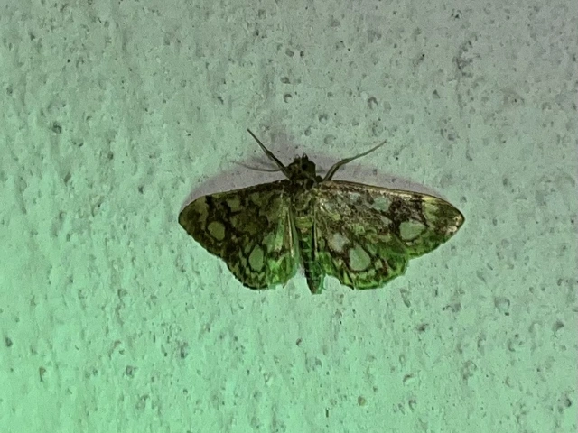 Anania coronata - koronás dudvamoly