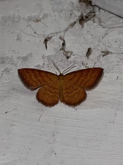 Idaea serpentata - kis sávosaraszoló
