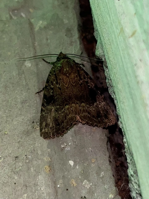 Amphipyra berbera/pyramidea