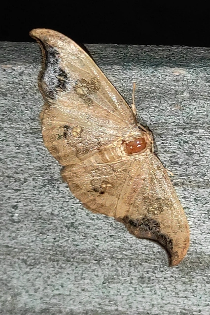 Sabra harpagula - hársfa-sarlósszövő