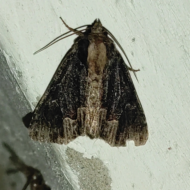 Dypterygia scabriuscula - szurokbarna nyáribagoly