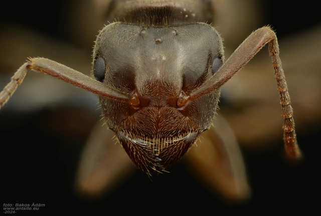 Lasius jensi - sztyeppi borostyánhangya