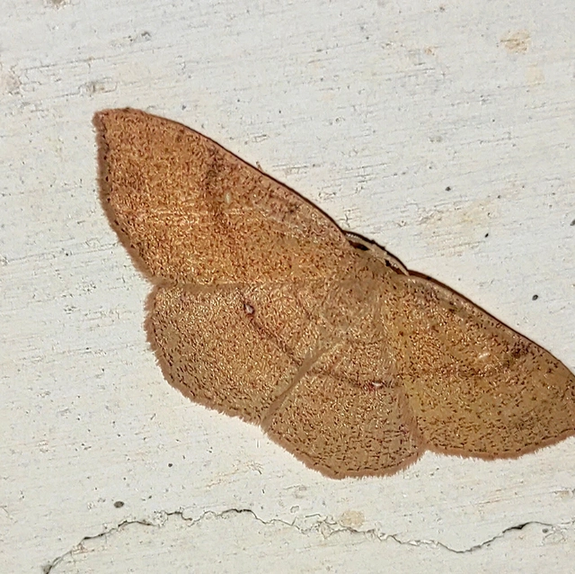 Cyclophora ruficiliaria - vörösrojtú pettyesaraszoló