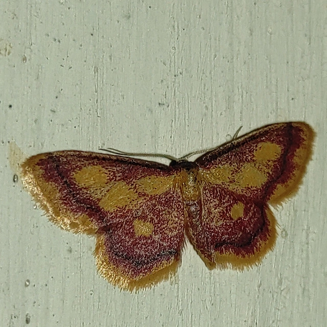 Idaea muricata - mocsári pirosaraszoló