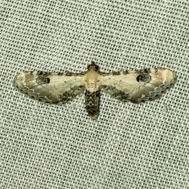 Eupithecia centaureata - búzavirág-törpearaszoló