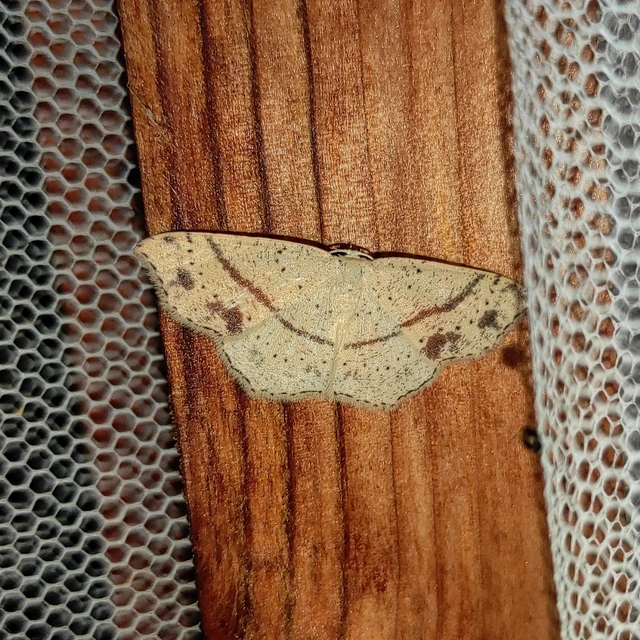 Cyclophora punctaria - sávos pettyesaraszoló