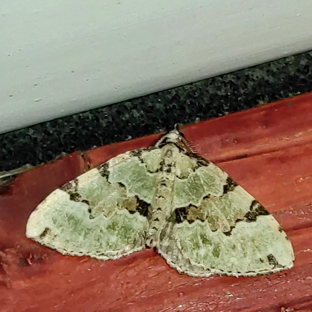 Colostygia pectinataria - zöld levélaraszoló
