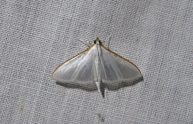 Palpita vitrealis - hófehér tűzmoly