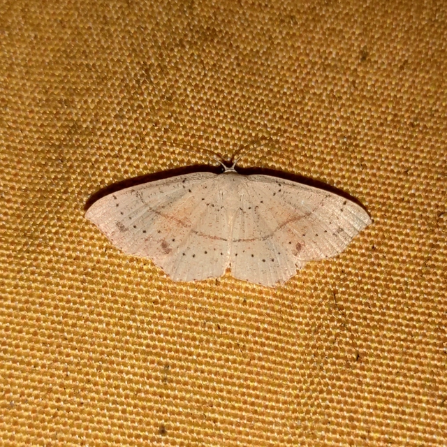 Cyclophora punctaria - sávos pettyesaraszoló
