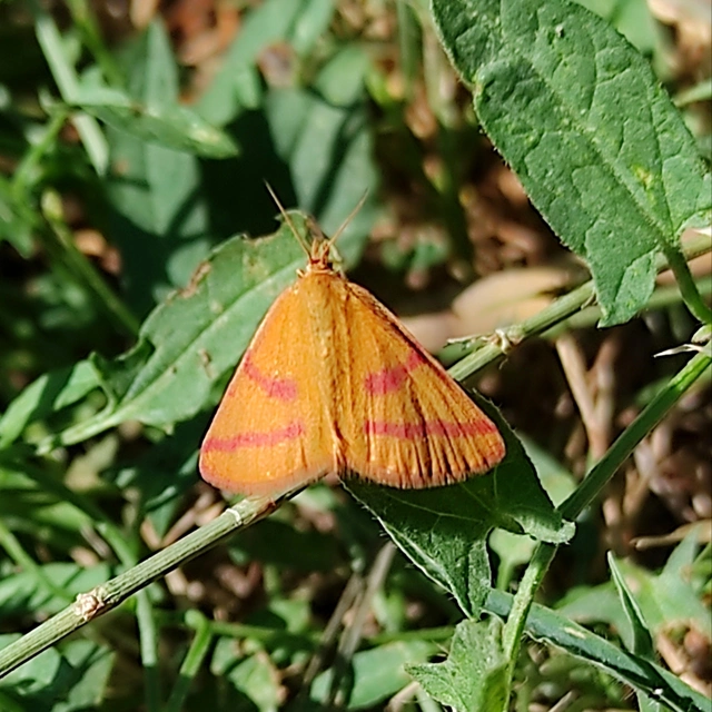 Lythria purpuraria - bíborsávos araszoló