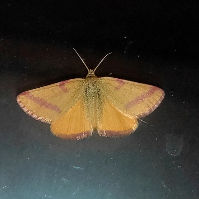 Lythria purpuraria - bíborsávos araszoló