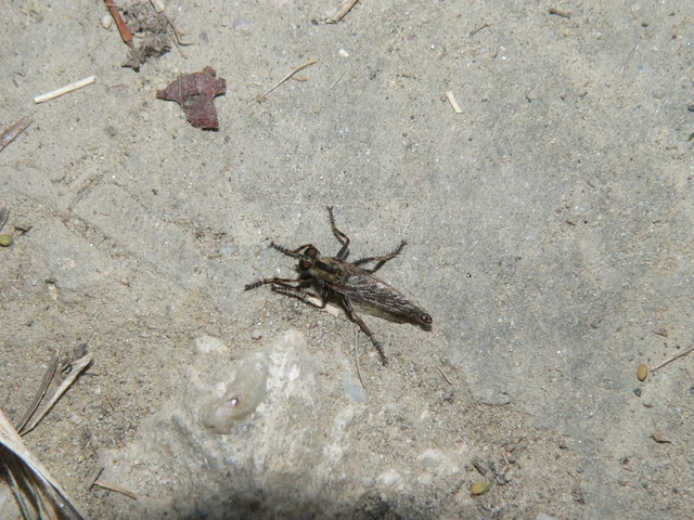 Tolmerus cingulatus
