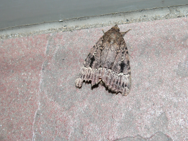 Amphipyra berbera/pyramidea