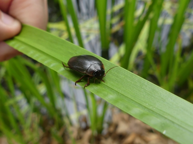 Colymbetes fuscus - gyakori recéscsíkbogár