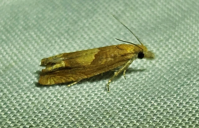 Eucosma