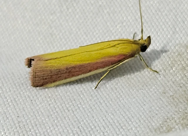 Oncocera semirubella - lucernamoly