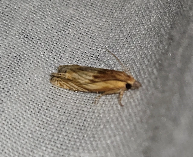 Eucosma