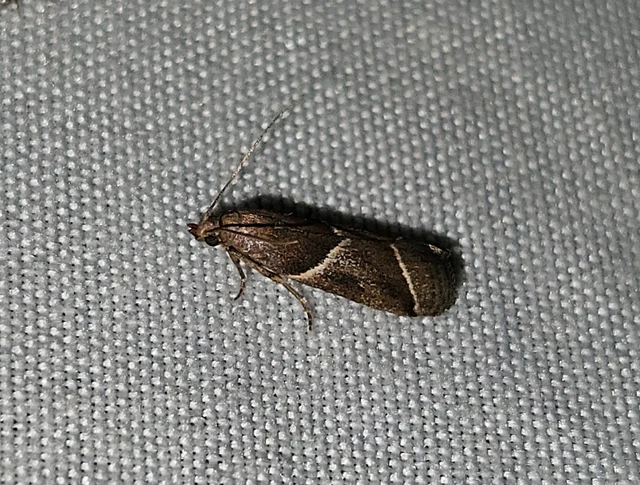 Nyctegretis