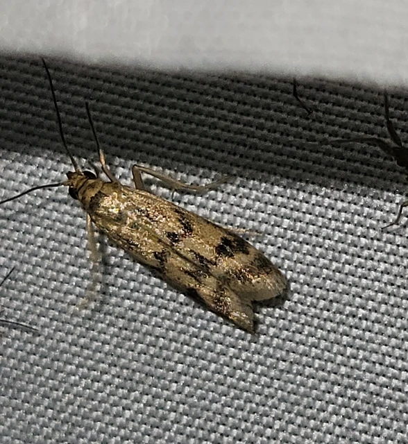 agyagsárga karcsúmoly - Homoeosoma sinuella