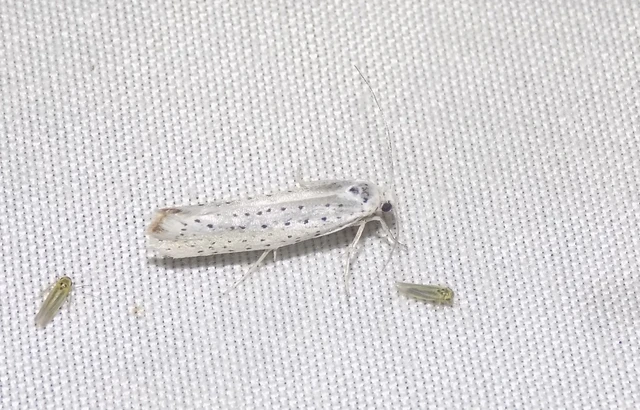 pókhálós májusfamoly - Yponomeuta evonymella