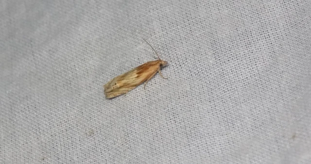 Eucosma