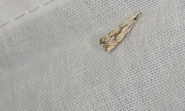 Catoptria falsella - hálós fűgyökérmoly