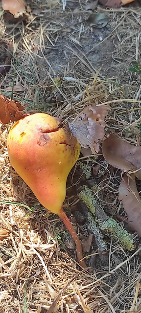 Apatura ilia - kis színjátszólepke