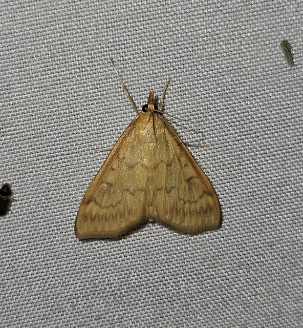 Ostrinia nubilalis - kukoricamoly