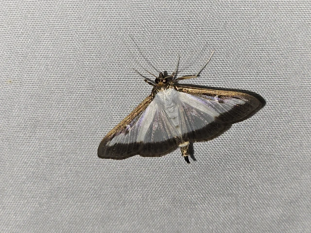 Cydalima perspectalis - puszpáng-tűzmoly