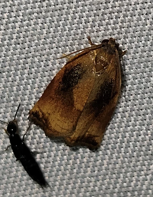 Archips podana - dudvarágó sodrómoly