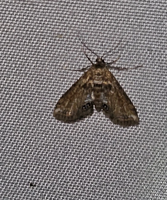 Cataclysta lemnata - békalencsemoly