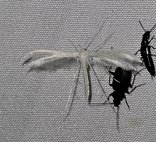 fehér tollasmoly - Pterophorus pentadactyla