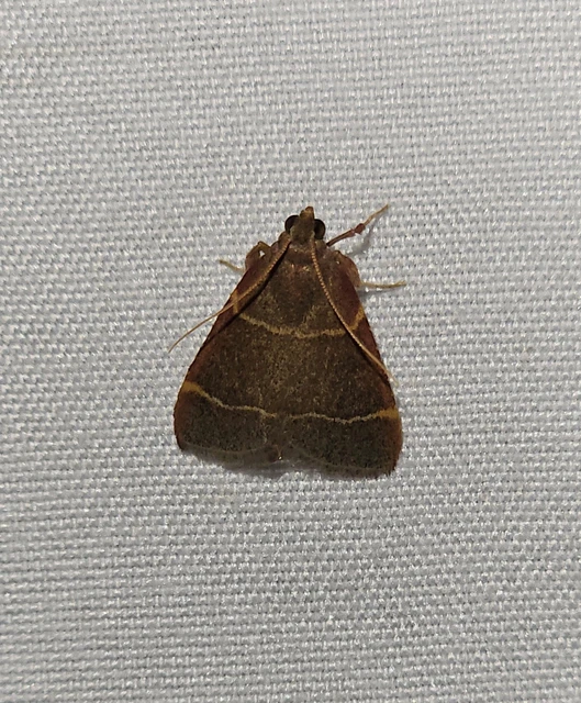 rezes fényilonca - Hypsopygia glaucinalis