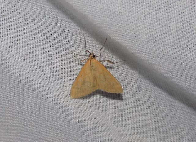 Sitochroa verticalis - világossárga dudvamoly