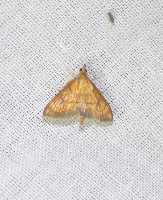 Ecpyrrhorrhoe rubiginalis - rozsdavörös tűzmoly
