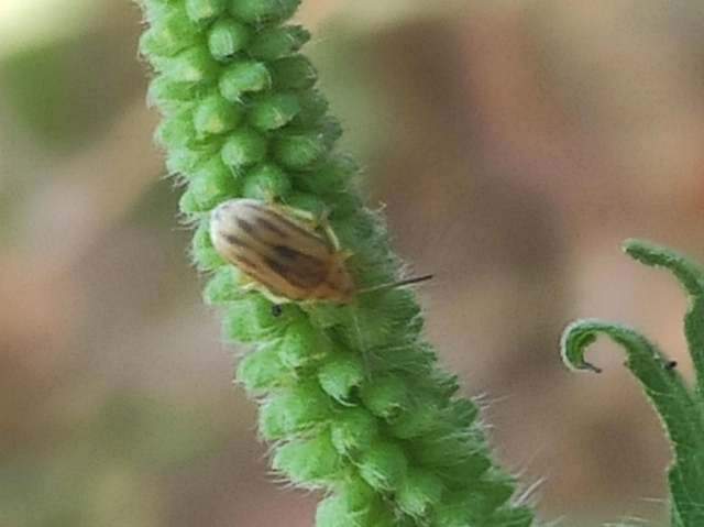 Ophraella communa - parlagfű-olajosbogár