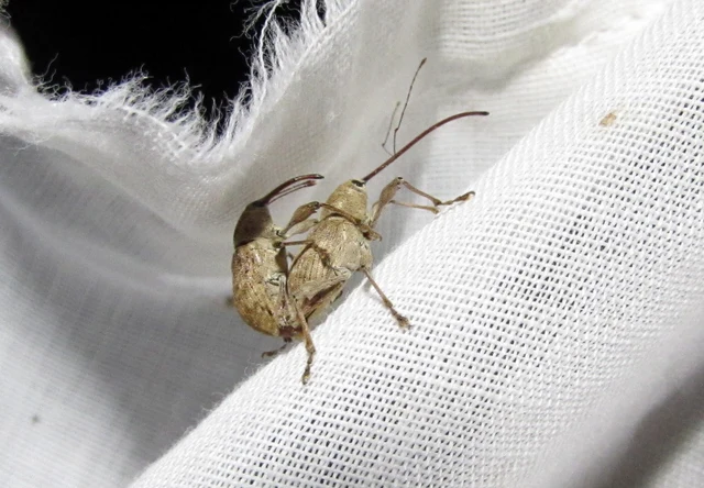 Curculio elephas - gesztenyezsuzsóka