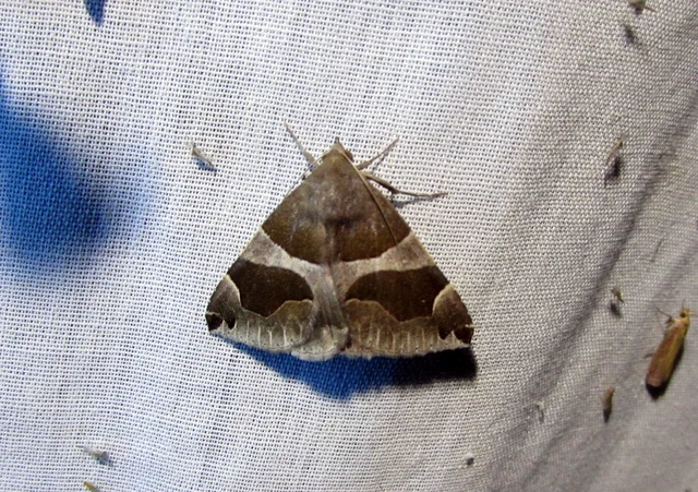 Dysgonia algira - déli porcelánbagoly
