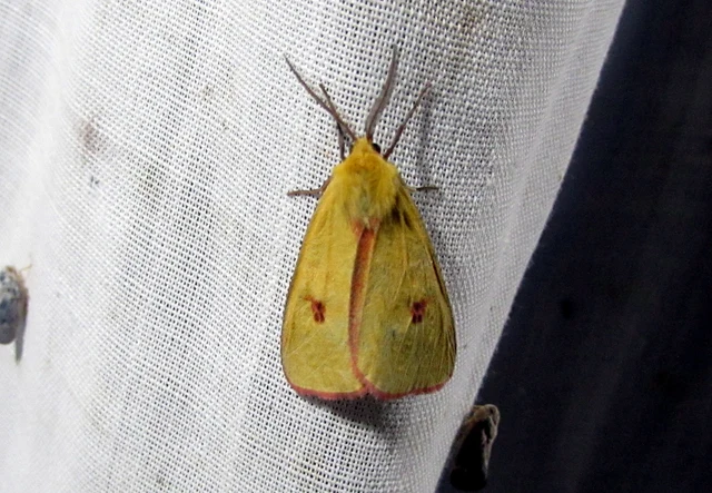Diacrisia sannio - vörösszélű medvelepke