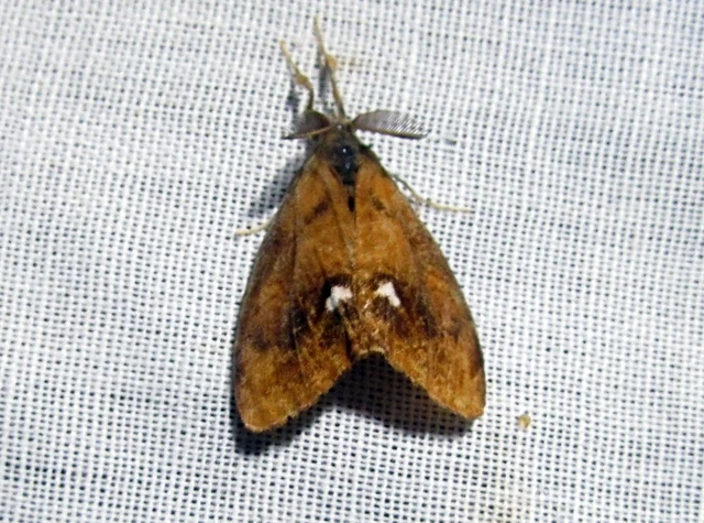 Orgyia antiqua - rozsdabarna kisszövő